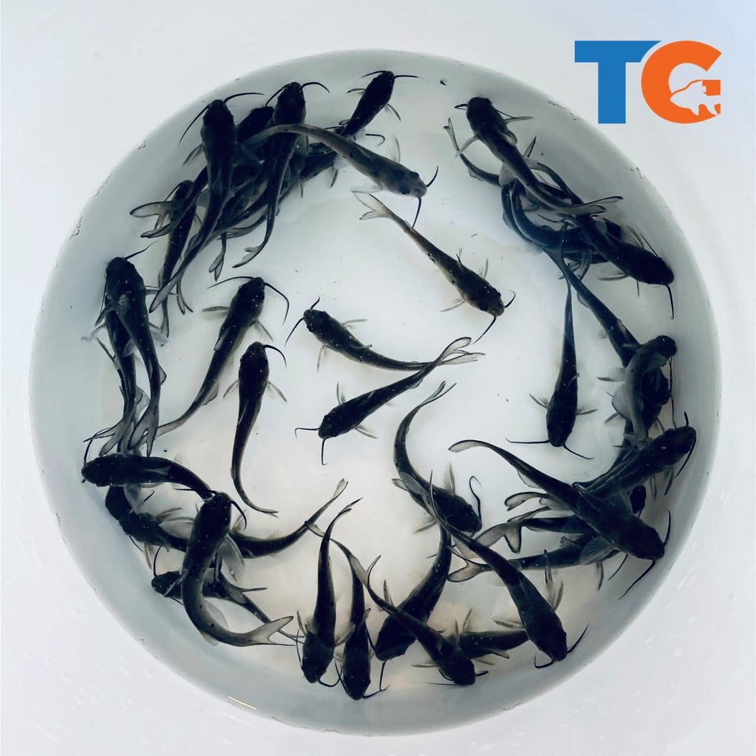 TOLEDO GOLDFISH | Catfish for pond stocking