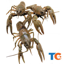 Load image into Gallery viewer, TOLEDO GOLDFISH | Crayfish | Free Shipping | Live arrival guarantee
