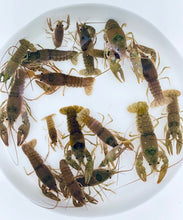 Load image into Gallery viewer, Toledo Goldfish Crayfish for pond stocking or bait
