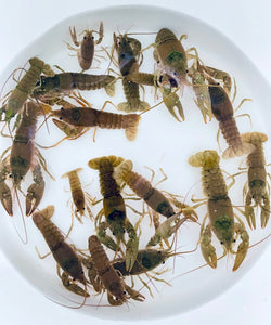 Toledo Goldfish Crayfish for pond stocking or bait