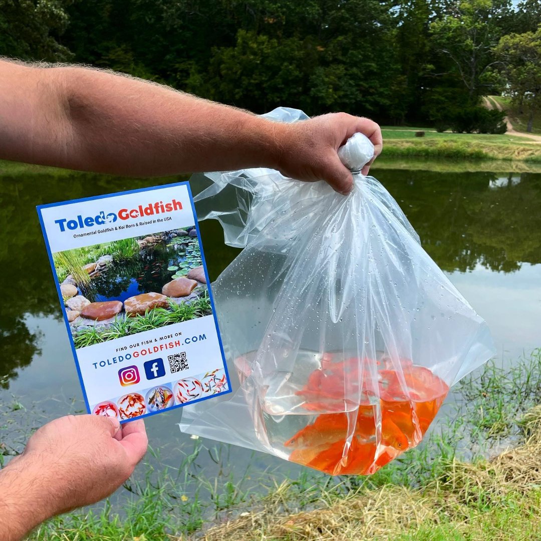 Toledo Goldfish Live Comet Goldfish For Sale | Free Shipping | Live Arrival Guarantee
