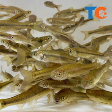 Load image into Gallery viewer, TOLEDO GOLDFISH | Black fathead minnows for pond stocking
