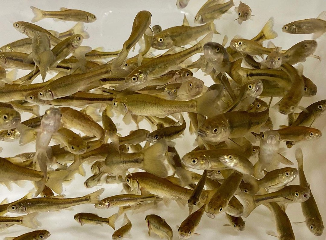 TOLEDO GOLDFISH | Live black fathead minnows for pond stocking