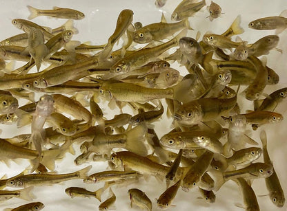 TOLEDO GOLDFISH | Live black fathead minnows for pond stocking