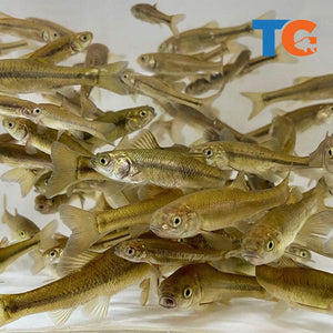 TOLEDO GOLDFISH | Black fathead minnows for pond stocking