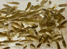 Load image into Gallery viewer, TOLEDO GOLDFISH | Live black fathead minnows for pond stocking
