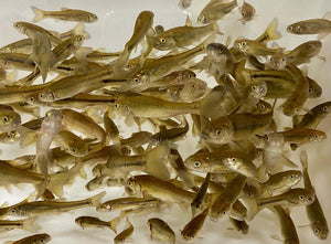 TOLEDO GOLDFISH | Live black fathead minnows for pond stocking