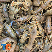 Load image into Gallery viewer, Toledo Goldfish Feeder Crayfish for pond stocking and bait
