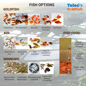 TOLEDO GOLDFISH | Live Goldfish and Koi options