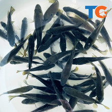 Load image into Gallery viewer, Toledo Goldfish | Green Sunfish Pond stocking and bait
