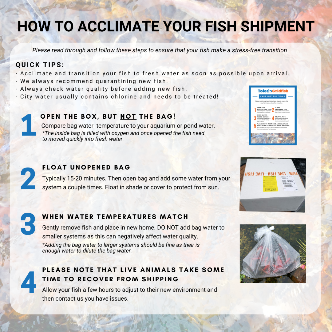 TOLEDO GOLDFISH | How to acclimate your fish shipment
