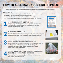 Load image into Gallery viewer, TOLEDO GOLDFISH | How to acclimate your fish shipment
