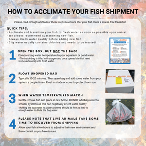 TOLEDO GOLDFISH | How to acclimate your fish shipment