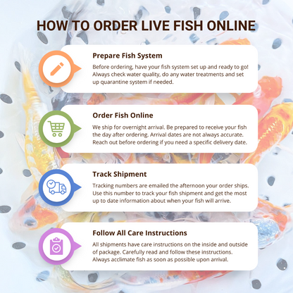TOLEDO GOLDFISH | How to order Live fish Online