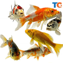 Load image into Gallery viewer, Toledo Goldfish | Butterfly fin and standard fin koi combo
