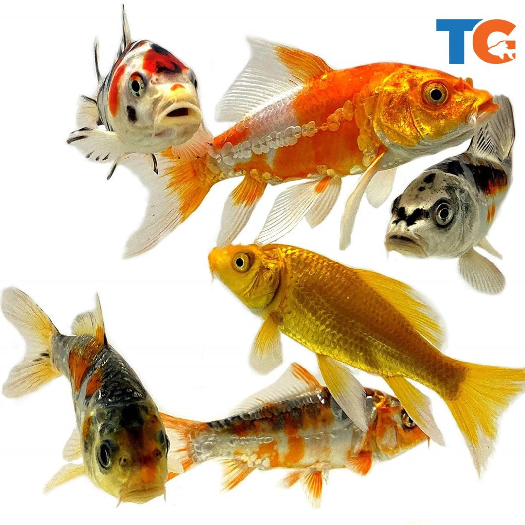 Toledo Goldfish | Butterfly fin and standard fin koi combo