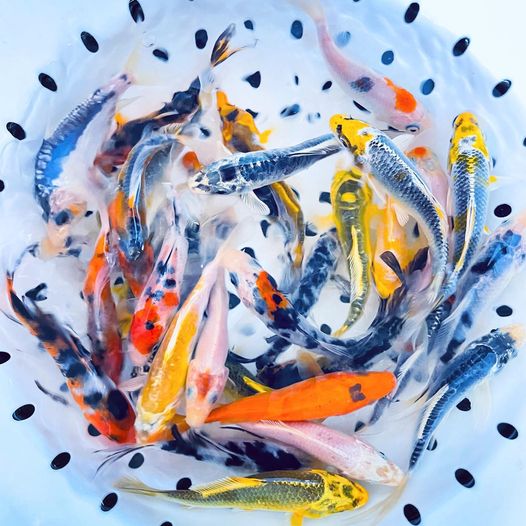 TOLEDO GOLDFISH | Live koi for sale 