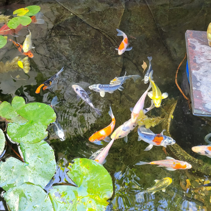TOLEDO GOLDFISH | Live koi with different colors in a water garden