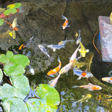 Load image into Gallery viewer, TOLEDO GOLDFISH | Live koi with different colors in a water garden
