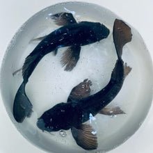 Load image into Gallery viewer, Toledo Goldfish large black butterfly koi with long flowy fins
