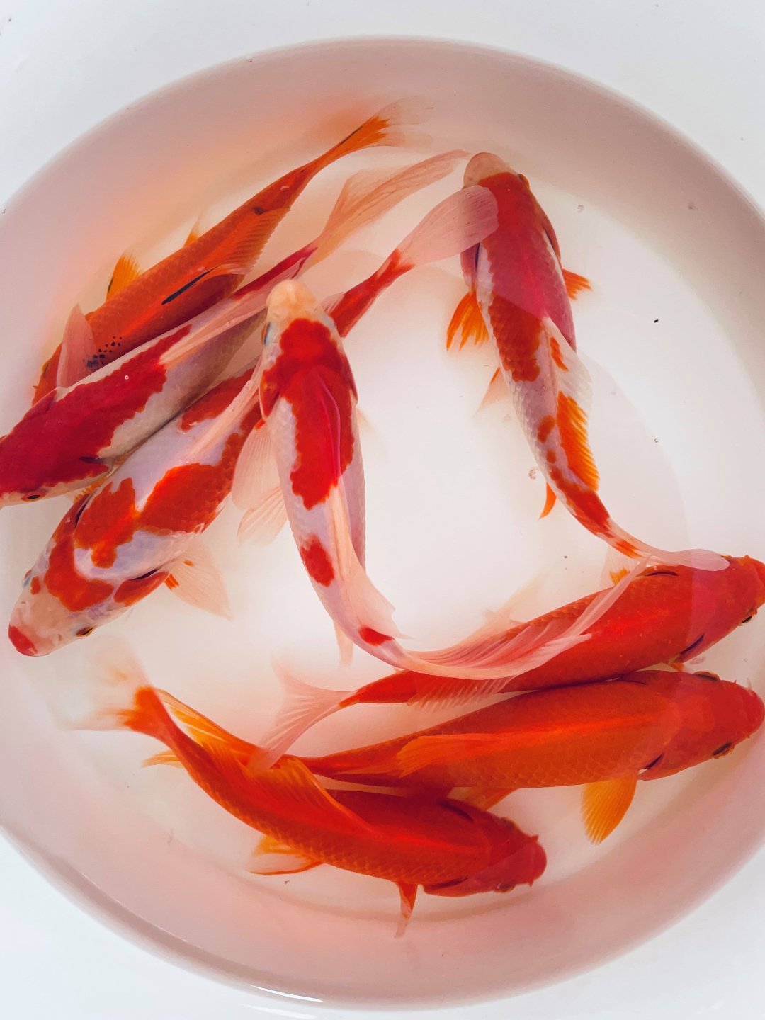 TOLEDO GOLDFISH | Sarassa Comet Goldfish and Common Goldfish Combo