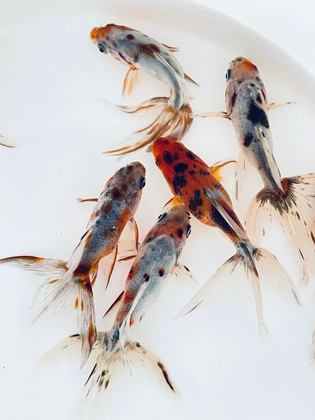 Calico Goldfish Buy Calico Moor Fancy Goldfish Online UK Cold Water Fish UK, image size:1080x1440