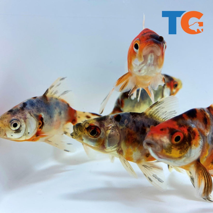 Calico Fantail Goldfish For Sale – Buy Live Calico Fantail Goldfish ...
