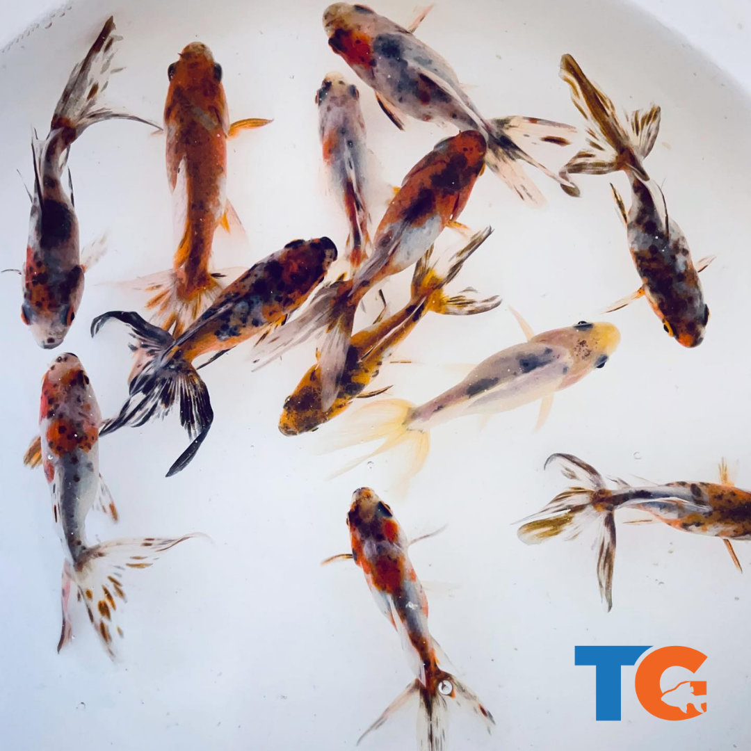 Toledo Goldfish | Live Calico Fantail Goldfish for sale