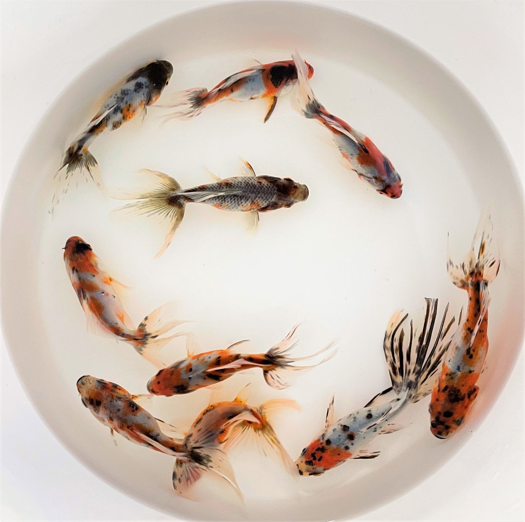 Toledo Goldfish live calico fantail goldfish