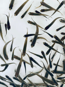 TOLEDO GOLDFISH | Live Fathead Minnows for pond stocking or bait