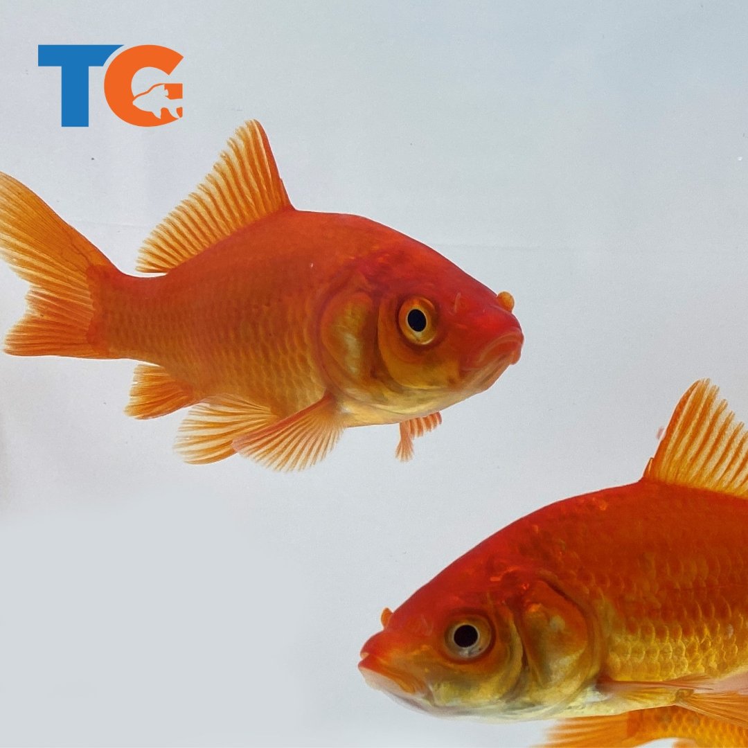 Live Goldfish for Sale Wholesale Bulk Prices Live Arrival Guarantee Toledo Goldfish