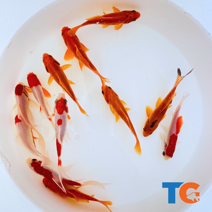 TOLEDO GOLDFISH | Sarasa and common goldfish for ponds and aquariums