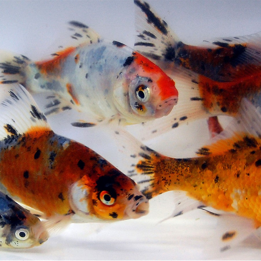 Shubunkin goldfish care in pond sales