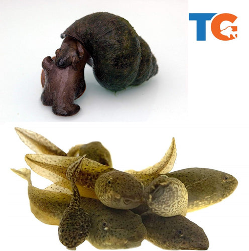 Toledo Goldfish Bluefrog Tadpole and Trapdoor Snail combo