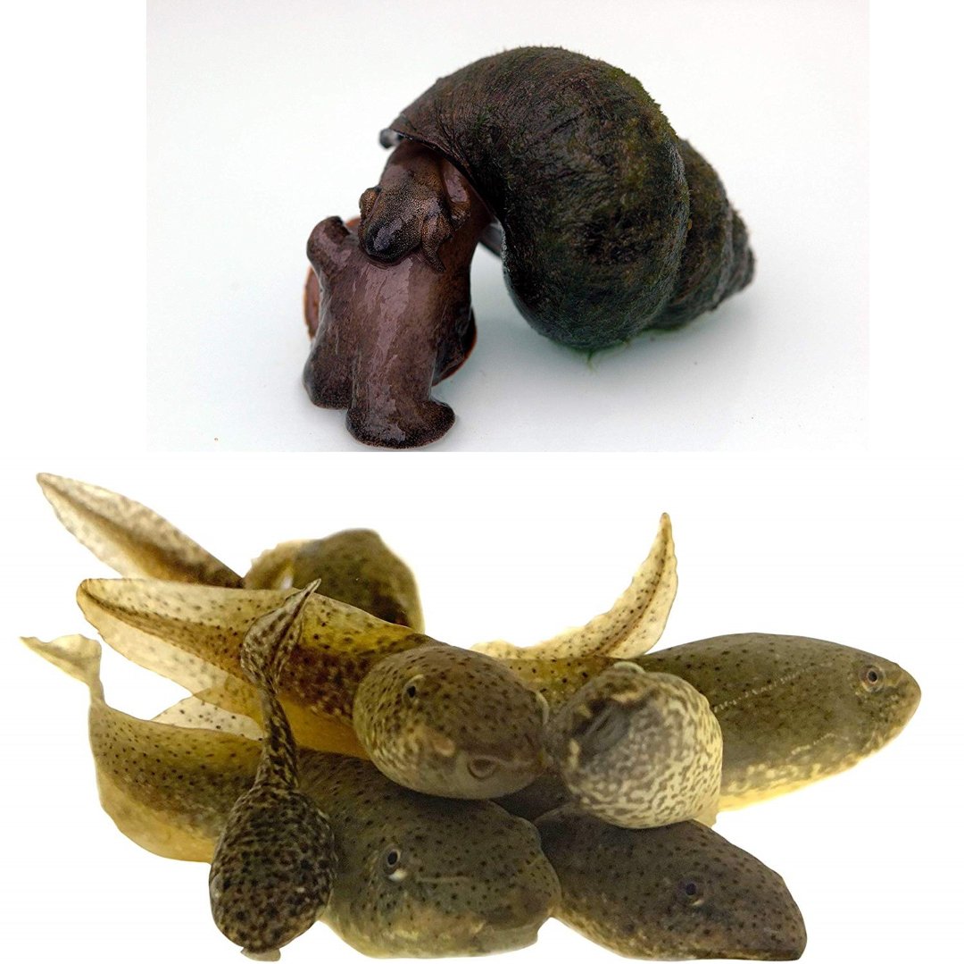 Toledo Goldfish Bullfrog Tadpoles and Trapdoor Snail Combo