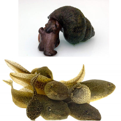 Toledo Goldfish Bullfrog Tadpoles and Trapdoor Snail Combo