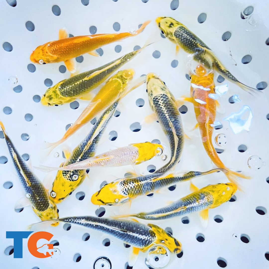 TOLEDO GOLDFISH  | Sunshine Yellow koi for ponds and aquariums