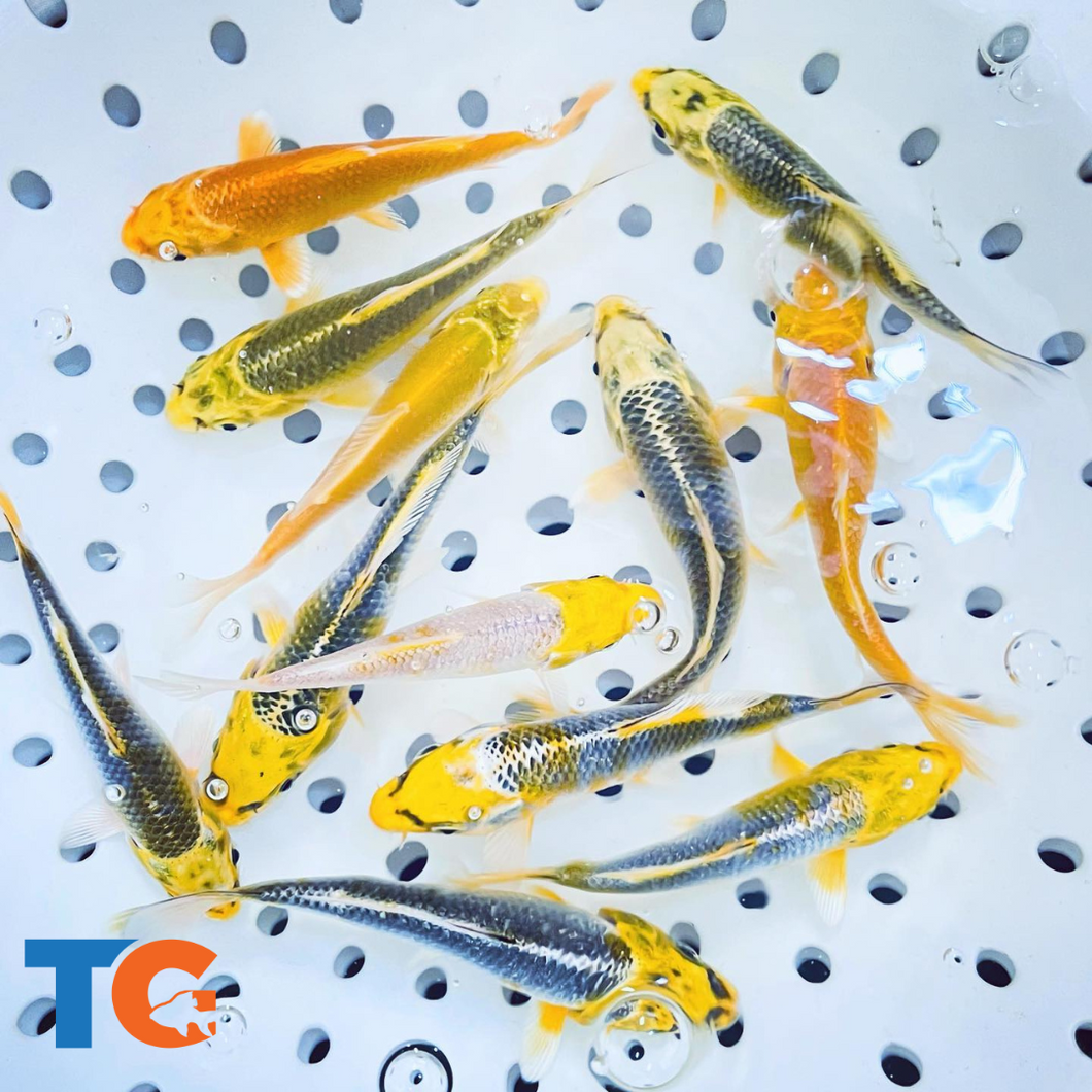 TOLEDO GOLDFISH  | Sunshine Yellow koi for ponds and aquariums