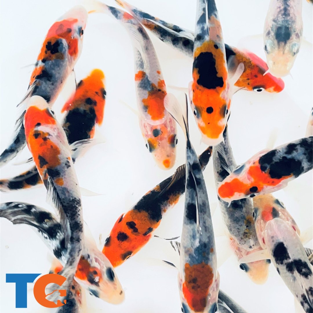 Toledo Goldfish tri-colored standard fin koi