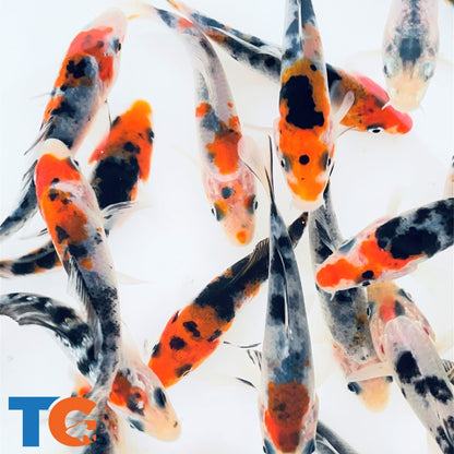Toledo Goldfish tri-colored standard fin koi
