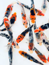 Load image into Gallery viewer, Toledo Goldfish Tri-colored standard fin koi with three different colors on each koi
