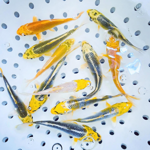 Toledo Goldfish | Sunshine yellow koi standard fin and butterfly fin koi