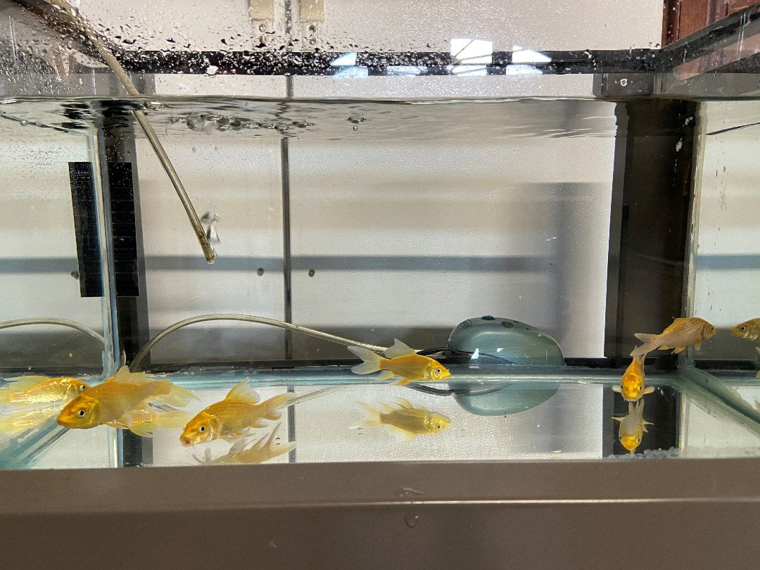 TOLEDO GOLDFISH | yellow koi in aquarium