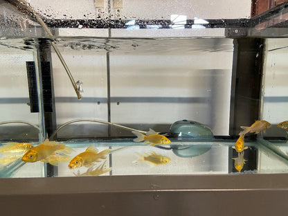 TOLEDO GOLDFISH | yellow koi in aquarium