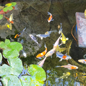 Toledo Goldfish koi in water garden standard and butterfly fin koi