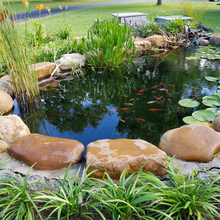 Load image into Gallery viewer, Toledo Goldfish Goldfish watergarden pond for goldfish koi sarasa shubunkin common comet
