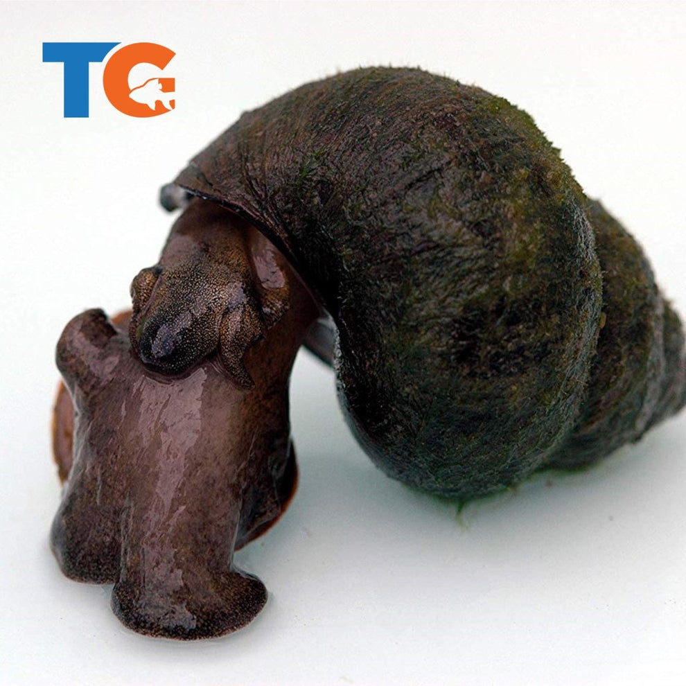 Trapdoor Pond Snail For Sale Buy Live Trapdoor Snails Online