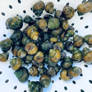 TOLEDO GOLDFISH | Trapdoor Snails