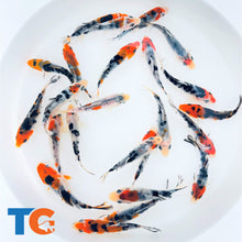 Load image into Gallery viewer, Tri - Colored Koi Toledo Goldfish koi with three different colors include red, black, and white. 
