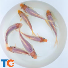 Load image into Gallery viewer, TOLEDO GOLDFISH | White Common Comet Goldfish
